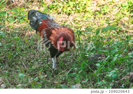Red Junglefowl's main diet in the wild is insects. small animals on the ground Red Junglefowl's main diet in the wild is insects. small animals on the ground 109020643