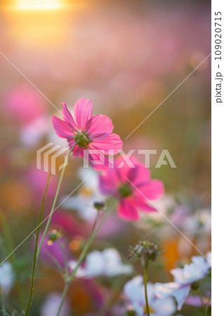 秋桜 109020715