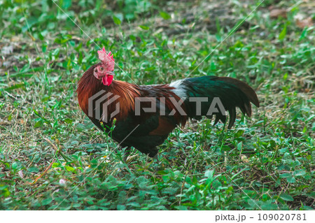Red Junglefowl's main diet in the wild is insects. small animals on the ground Red Junglefowl's main diet in the wild is insects. small animals on the ground 109020781