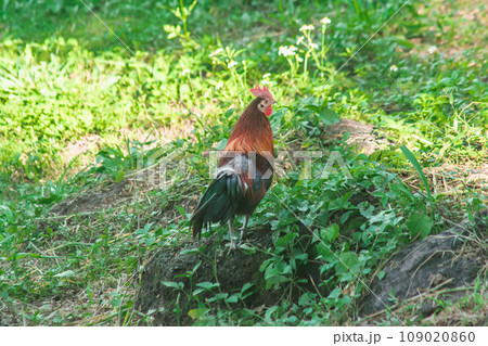 Red Junglefowl walks in the grass forest. 109020860