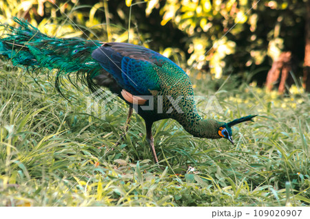 Peacock walking in the grass, Peacock is the largest pheasant bird, males have long, colorful tail feathers. 109020907