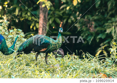 Peacock walking in the grass, Peacock is the largest pheasant bird, males have long, colorful tail feathers. Peacock walking in the grass, Peacock is the largest pheasant bird, males have long, colorful tail feathers. 109020914