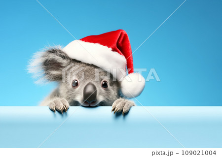 Funny Koala in a Santa Claus hat on a blue background. New Year or Christmas concept. Christmas banner with koala animal and copy space. 109021004