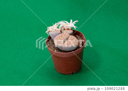 多肉植物リトープスの開花 多肉植物リトープスの開花 109021288