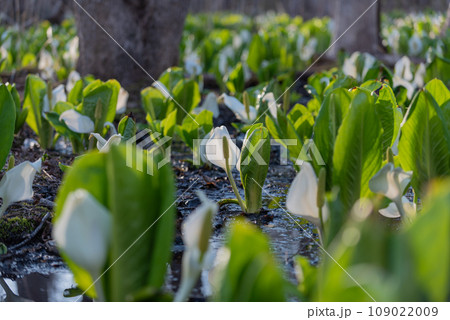 朝日浴びて輝く大沼湖畔の水芭蕉 朝日浴びて輝く大沼湖畔の水芭蕉 109022009