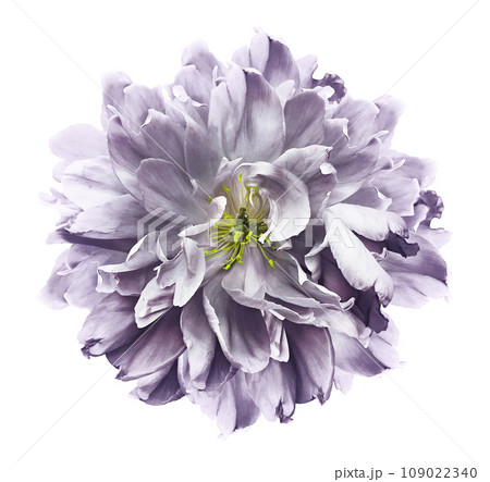 Light purple peony flower on white isolated background with clipping path. Closeup. For design. Nature. Light purple peony flower on white isolated background with clipping path. Closeup. For design. Nature. 109022340