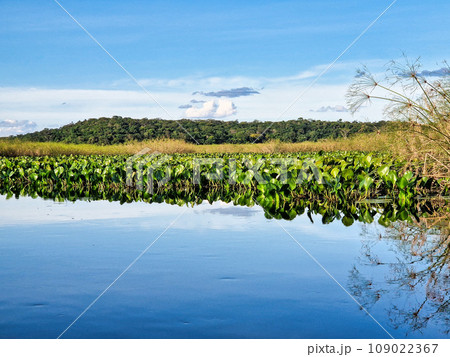 Canoe tour on the Pantanal Marimbus in Andarai, Bahia, Brazil, Chapada Diamantina 109022367