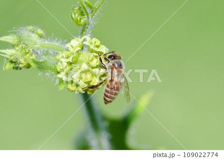 花の蜜を吸うミツバチ 109022774
