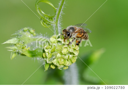 花の蜜を吸うミツバチ 109022780
