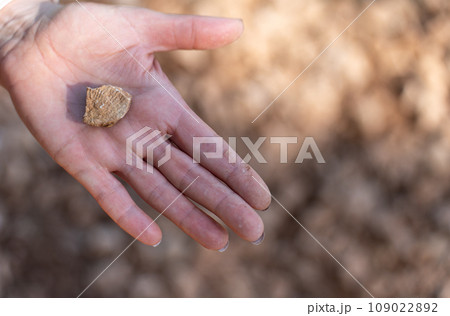 Discovering Earth s Past: A Fossil Unearthed in a Human Hand Discovering Earth s Past: A Fossil Unearthed in a Human Hand 109022892