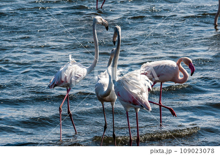 Flamingos near Walvis Bay Flamingos near Walvis Bay 109023078
