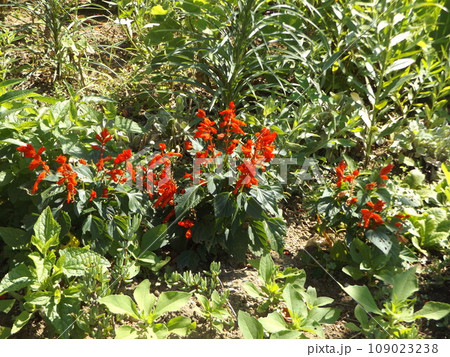 真っ赤な夏の花サルビア 109023238