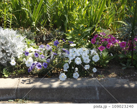 ラッパ状白とグラデーション紫色のペチニア花とシロタエギク 109023240