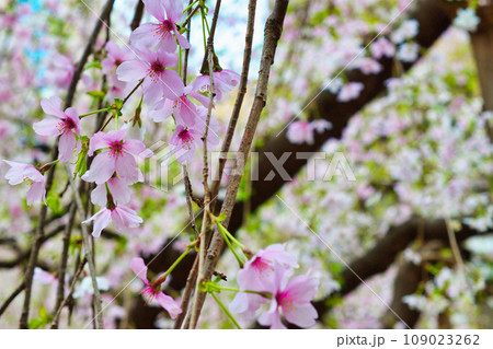 京都 紫雲山頂法寺 六角堂の美しい枝垂れ桜（京都市中京区） 109023262