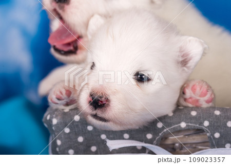 White fluffy small Samoyed puppy dog is on blue background 109023357