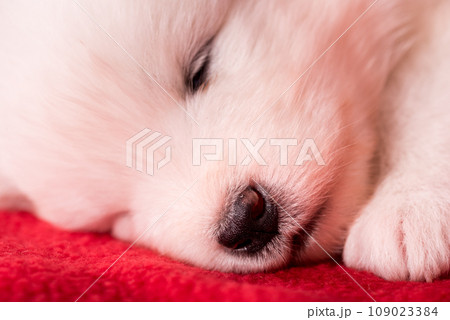 White fluffy small Samoyed puppy dog is sleeping on red background 109023384