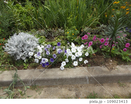 ペチニアのグラーデーションの紫色の花白いペチニアの花シロタエギク 109023413