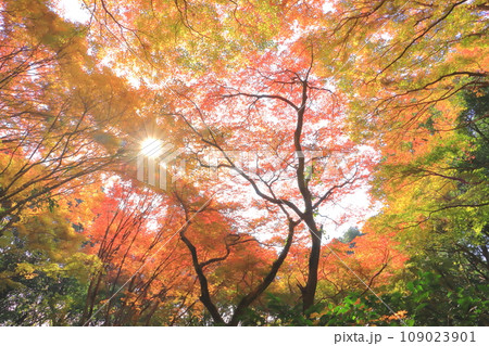 紅葉のモミジ林（木漏れ日・秋イメージ） 109023901
