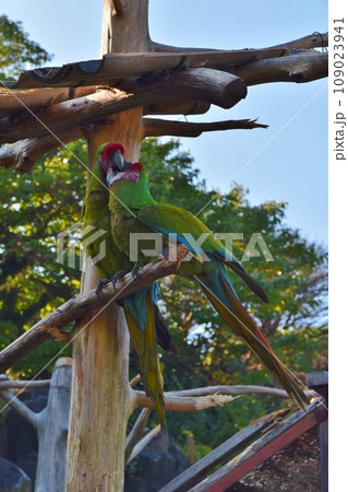 ミドリコンゴウインコの求愛 109023941