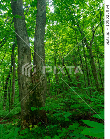 二股に別れた木がある 二股に別れた木がある 109023994