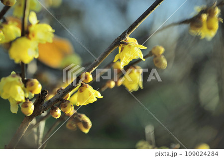春を告げるロウバイの花 109024284