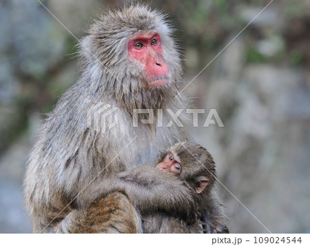 地獄谷野猿公苑 猿の親子 地獄谷野猿公苑 猿の親子 109024544