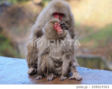 地獄谷野猿公苑　毛繕いをしている猿の親子 109024563