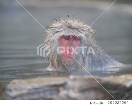 地獄谷野猿公苑 温泉に入浴中の猿 地獄谷野猿公苑 温泉に入浴中の猿 109024564