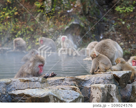 地獄谷野猿公苑　温泉に入浴中の猿 109024576