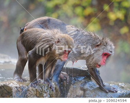 地獄谷野猿公苑　湯上りの猿 109024594