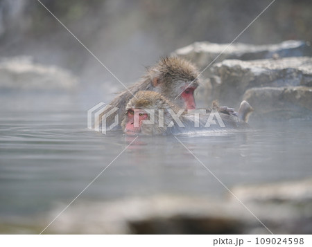 地獄谷野猿公苑 温泉に入浴中の猿 地獄谷野猿公苑 温泉に入浴中の猿 109024598