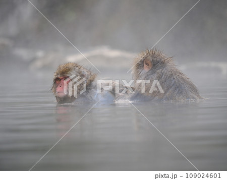 地獄谷野猿公苑　温泉に入浴中の猿 109024601