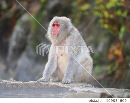 地獄谷野猿公苑の猿 109024606