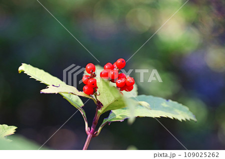 赤いセンリョウの実（秋、十一月） 109025262