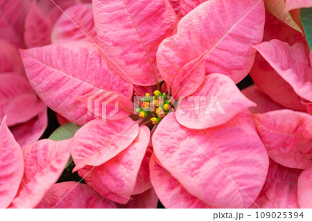 ポインセチア・クリスマス イメージ 109025394