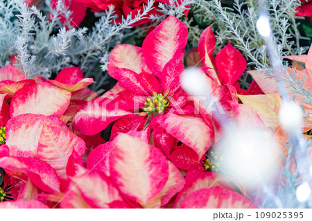 ポインセチア・クリスマス イメージ 109025395