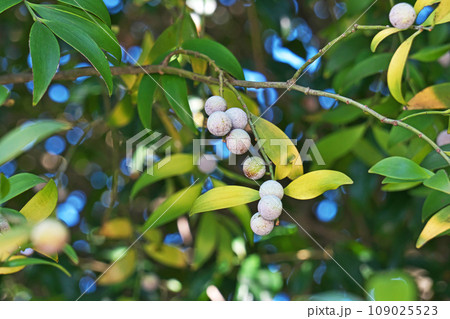 白い粉に包まれているナギの実（秋、十一月） 109025523