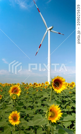 Wind turbine generating power spinning blades in the sunflower field on sunny windy day Wind turbine generating power spinning blades in the sunflower field on sunny windy day 109025639