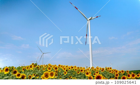 Clean energy in full bloom Clean energy in full bloom 109025641