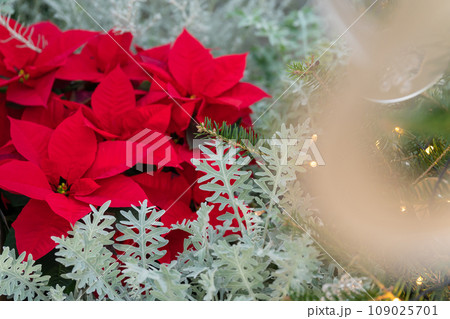 ポインセチア・クリスマス イメージ 109025701