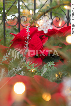 ポインセチア・クリスマス イメージ 109025704