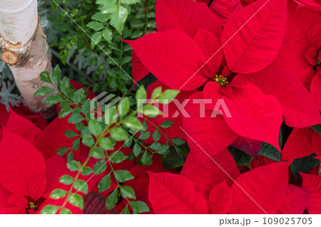 ポインセチア・クリスマス イメージ 109025705