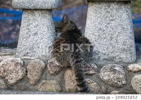 のんびり過ごしている可愛い野良の地域猫 のんびり過ごしている可愛い野良の地域猫 109025852
