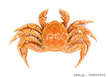 茹でた毛ガニ 109025916