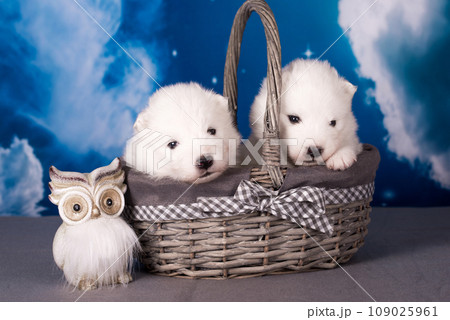 Two White fluffy small Samoyed puppies dogs are on blue background 109025961