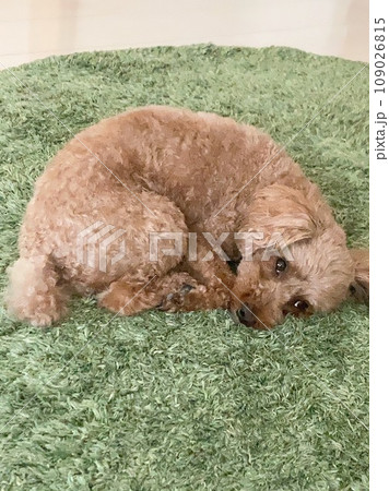 丸まってぐっすり眠るトイプードルの写真素材 [109026815] - PIXTA