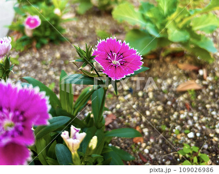 花壇に咲くピンク色のナデシコ 花壇に咲くピンク色のナデシコ 109026986