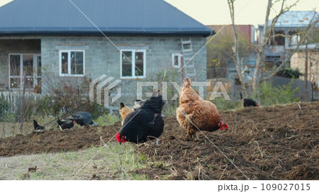 assorted domestic chickens grazing on plowed garden land in the village, free-range poultry in a fenced area, organic feeding of laying hens in the countryside assorted domestic chickens grazing on plowed garden land in the village, free-range poultry in a fenced area, organic feeding of laying hens in the countryside 109027015