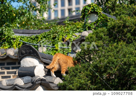 Ginger cat walking on traditional Korean style roof 109027708