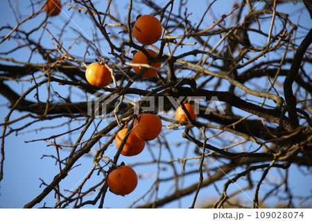 yellow ripe mandarins on tree branch yellow ripe mandarins on tree branch 109028074